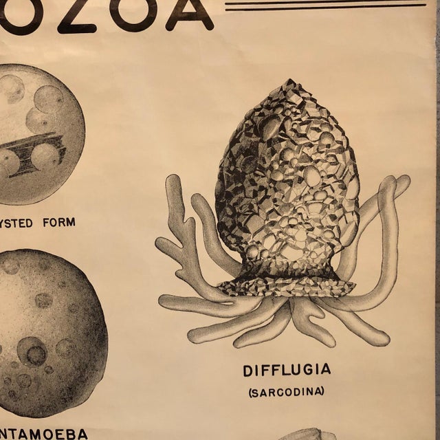 Mid 20th Century Anatomical Protozoa Organisms Rollup Chart by New York Scientific Supply Co. For Sale - Image 4 of 12