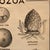 Mid 20th Century Anatomical Protozoa Organisms Rollup Chart by New York Scientific Supply Co. For Sale - Image 4 of 12