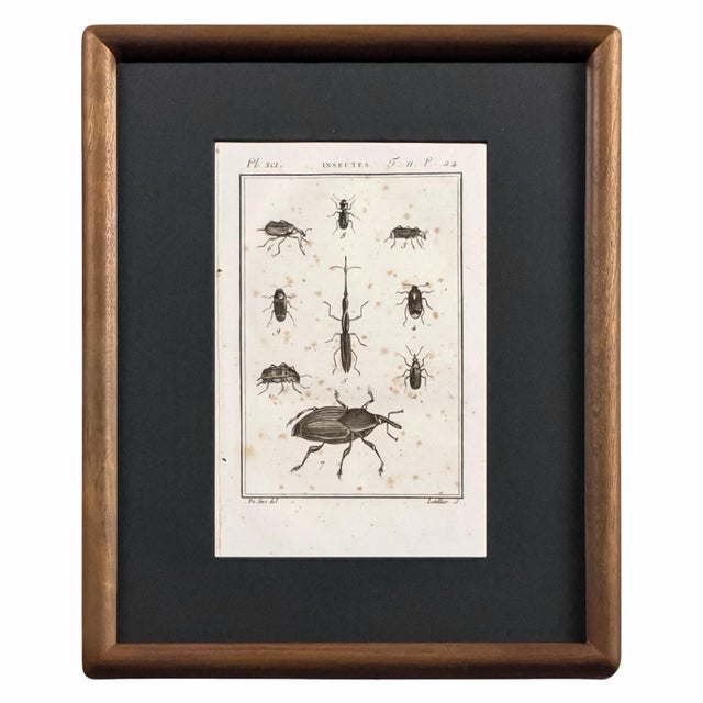Early 19th Century Cabinet of Curiosities, Set of 9 | Buffon Natural History Engravings of Spiders, Insects & Reptiles For Sale - Image 11 of 11
