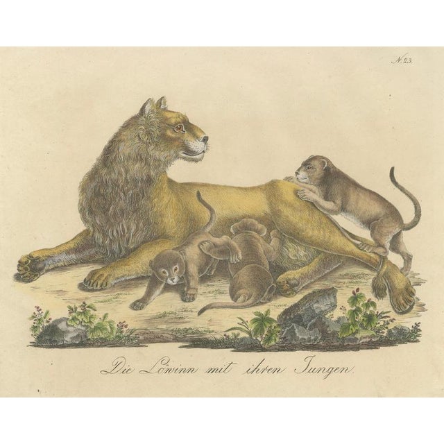 Karl Joseph Brodtmann, Lioness with Cubs, 1816, Lithograph For Sale - Image 3 of 10