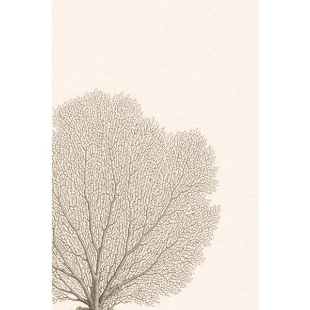 Paper Sea Fan Coral Study, Minimal Coastal Botanical Art Print, 24" × 36" For Sale - Image 7 of 10