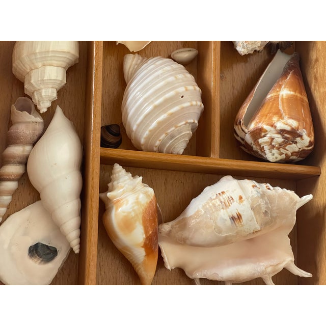 Antique Sea Shell Display Selection in Wooden Trayin For Sale - Image 4 of 5
