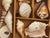 Antique Sea Shell Display Selection in Wooden Trayin For Sale - Image 4 of 5
