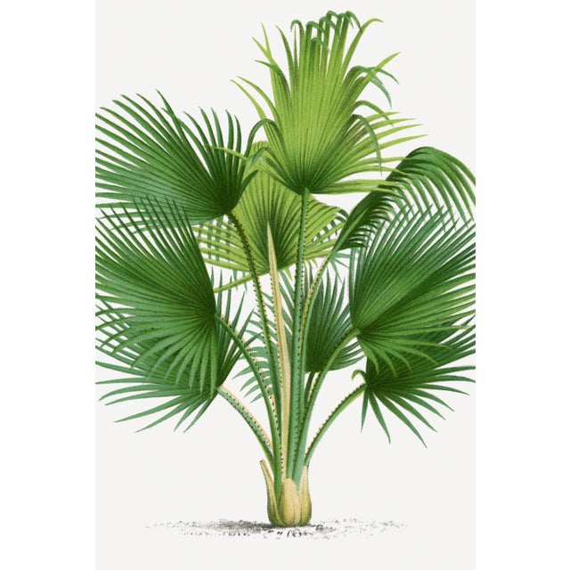 Vintage botanical artwork reproduced and refined for modern printing. Featuring sculptural fan-shaped palm fronds, layered...