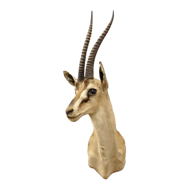 Vintage African Antelope Grant's Gazelle Horn Shoulder Mount Wall Taxidermy For Sale