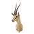 Vintage African Antelope Grant's Gazelle Horn Shoulder Mount Wall Taxidermy For Sale