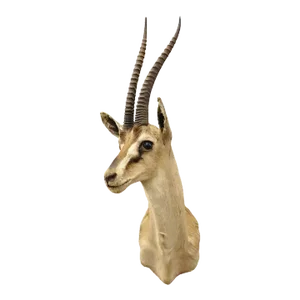 Vintage African Antelope Grant's Gazelle Horn Shoulder Mount Wall Taxidermy