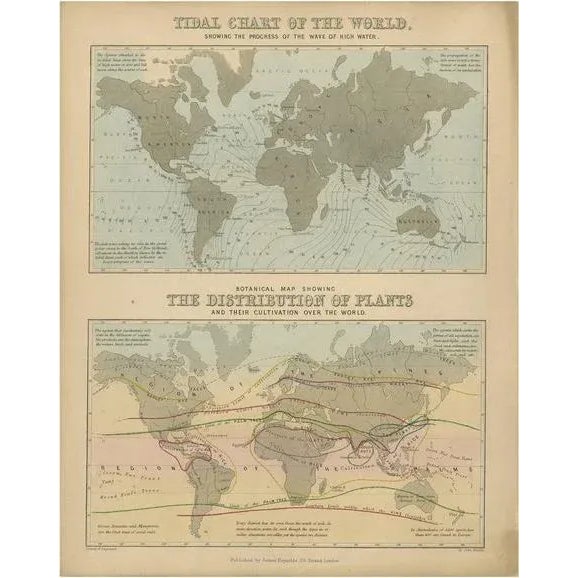 Antique Tidal Chart and Botanical Map, 1843 For Sale - Image 6 of 6