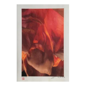 Red Orchid, Jonathan Singer, Photography