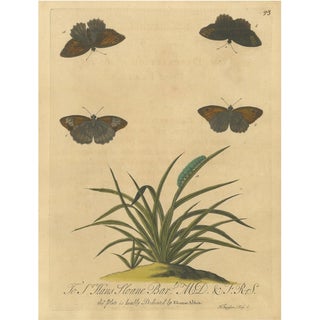 E. Albin, Butterflies on Grasses with Caterpillar, Hand-Colored Engraving, 1720 For Sale