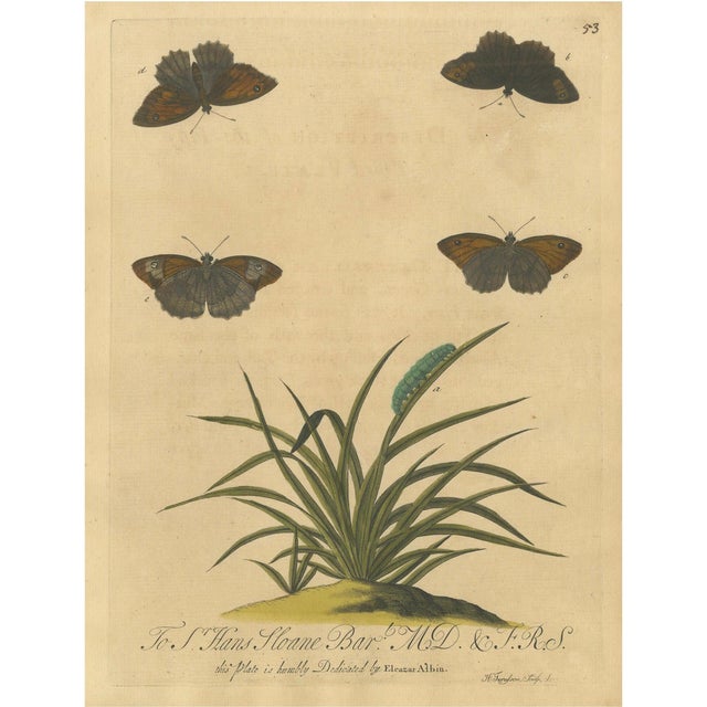 E. Albin, Butterflies on Grasses with Caterpillar, Hand-Colored Engraving, 1720 For Sale