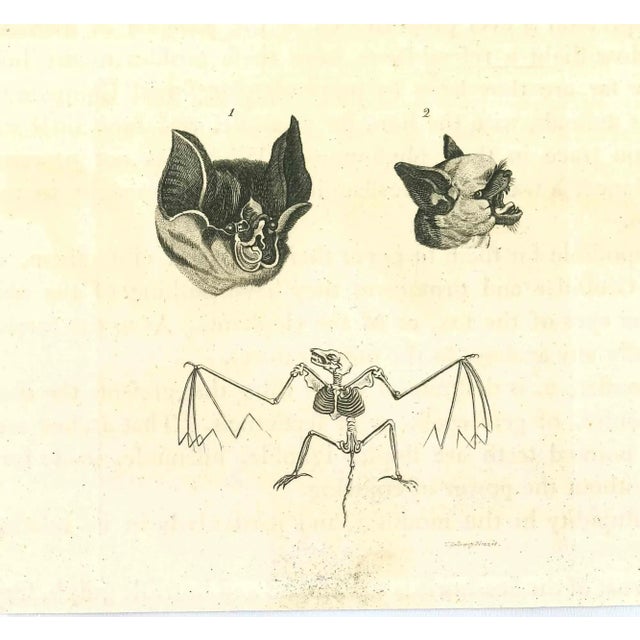 The Physiognomy - The Bats is an original etching artwork realized by Thomas Holloway for Johann Caspar Lavater's "Essays...