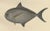 Rays Bream and Fourhorn Sculpin, Scandinavian Fish, Lithograph, 1895 For Sale - Image 4 of 10