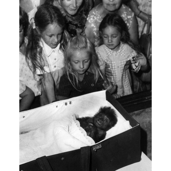 Sleepy Monkey Salome, a three week old baby gorilla sleeps in a carry cot watched by children at London Zoo. (Photo by...