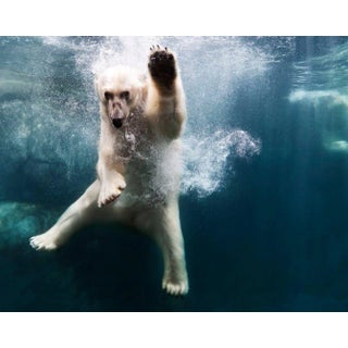 Henrik Sorensen 'Polar Bear in Water' Contemporary Archival Photograph Print From the Original Negative by Getty - 30x40