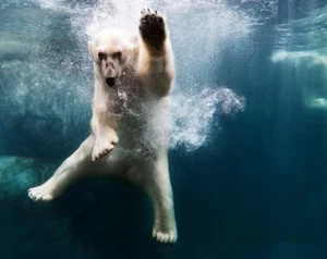 Henrik Sorensen 'Polar Bear in Water' Contemporary Archival Photograph Print From the Original Negative by Getty - 30x40
