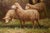 Continental Style Pair of Pastoral Landscape Paintings With Sheep For Sale - Image 15 of 18