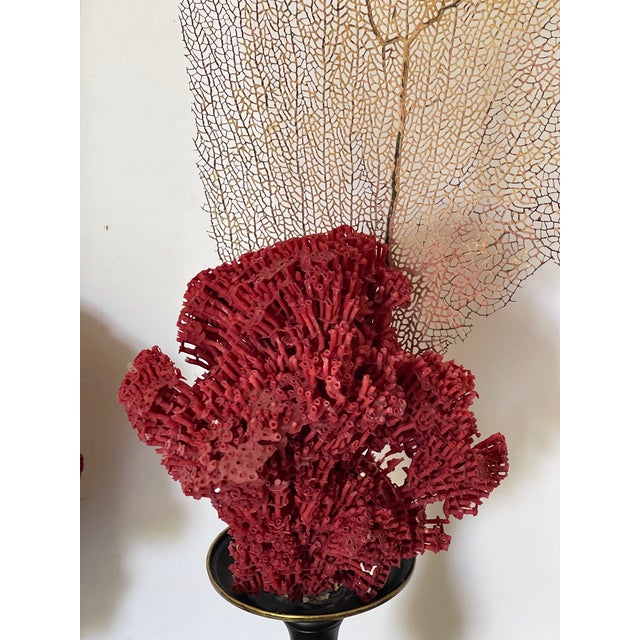 Red Gorgeous Pair of Sea Marine Assemblage on Stands For Sale - Image 8 of 14