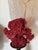 Red Gorgeous Pair of Sea Marine Assemblage on Stands For Sale - Image 8 of 14