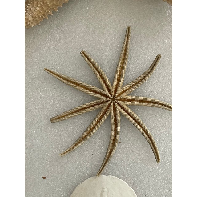 Antique natural history samples - large sea star, large urchin, large clam shell, sand dollar.