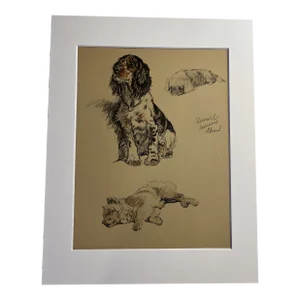 1935 Spaniel Pekinese Chow Aldin Dog Portraits Print