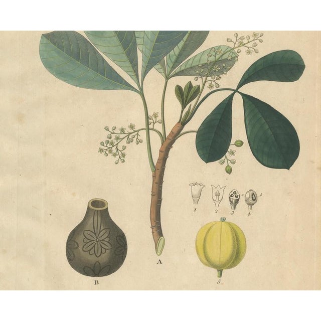 Siphonia Elastica, 1800s, Paper For Sale - Image 4 of 10