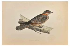Alexander Francis Lydon, Red-Necked Nightjar, Woodcut Print, 1870
