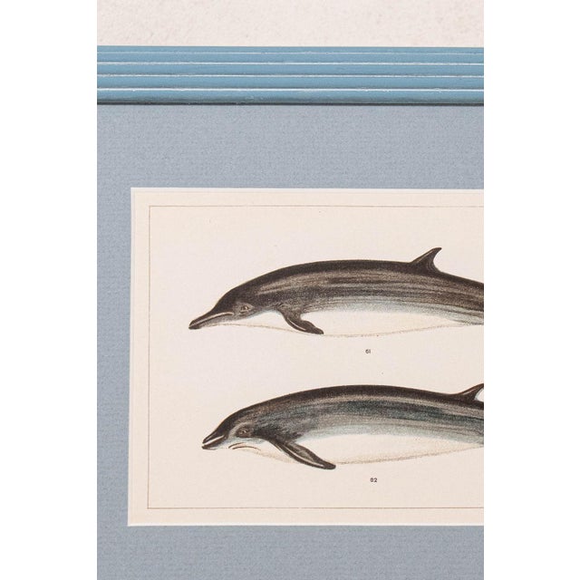 Antique Dolphin Print (C. 1900) Float Mount in Blue Vintage Frame