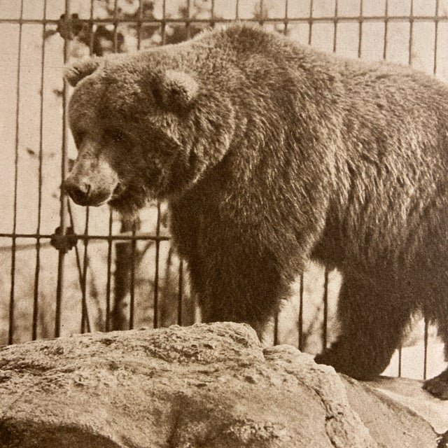 Shabby Chic 1913 Polar Bear Brown Bear Gravure Prints For Sale - Image 3 of 4