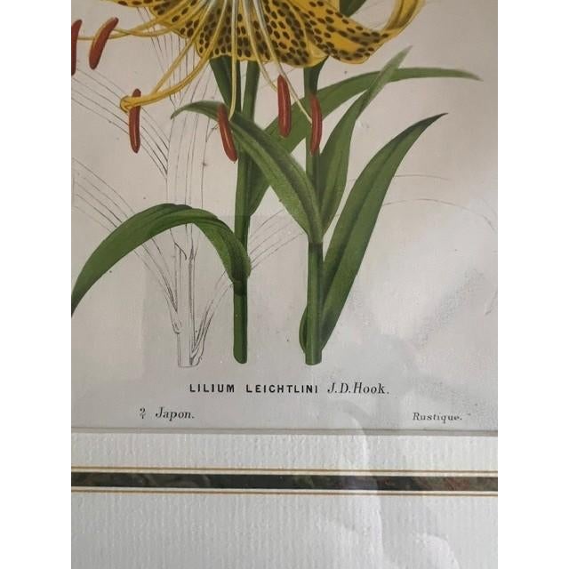 This is a framed botanical print featuring a detailed illustration of Lilium leichtlini, a species of lily known for its...