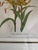 This is a framed botanical print featuring a detailed illustration of Lilium leichtlini, a species of lily known for its...