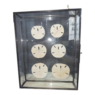 Celestial Meets the Sea Sand Dollars-Coastal Art Sculpture For Sale