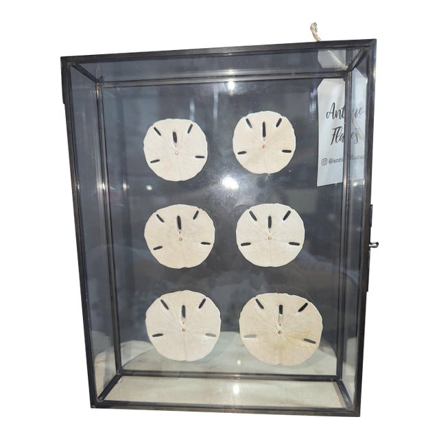 Celestial Meets the Sea Sand Dollars-Coastal Art Sculpture For Sale