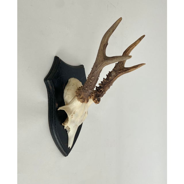 Rustic European Vintage German Roe Deer Antlers For Sale - Image 3 of 5