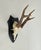 Rustic European Vintage German Roe Deer Antlers For Sale - Image 3 of 5