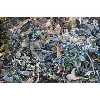 Beau Fin by Sheri Farabaugh | Oil on Cradled Board Frosted leaves and plants on the ground. For Sale