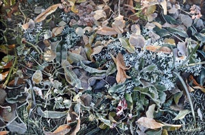 Beau Fin by Sheri Farabaugh | Oil on Cradled Board Frosted leaves and plants on the ground.