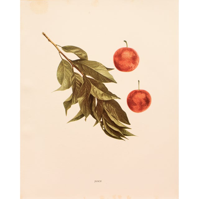 1900s U. P. Hedrick, Original Antique Photogravure of Juicy Plums For Sale