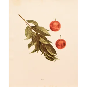 1900s U. P. Hedrick, Original Antique Photogravure of Juicy Plums