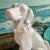 Figurative Glazed White Ceramic Dog Figurine For Sale - Image 3 of 10