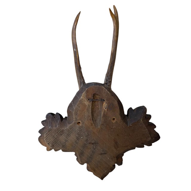 1930s Roe Deer Trophy 148 Black Foret Antlers For Sale - Image 5 of 5