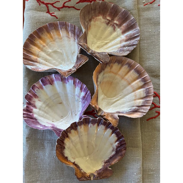 Mid 20th Century 60-Piece Fine Seashell & Coral Collection For Sale - Image 5 of 18