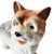 1960s Mid-Century Porcelain Yorkshire Terrier Dog Figurine from Imoto, 1960s For Sale - Image 5 of 7