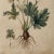 Antique Botanical Print | Herbarium Flower Study | Natural History Fine Art Print For Sale - Image 4 of 5
