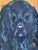 Paint Vintage Original Dog Portrait Oil Paintings - Set of 2 For Sale - Image 7 of 16