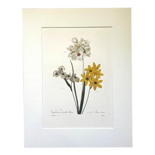 Vintage Pierre-Josephe Redouté Print in 14x18 Mat- Vieusseuxie, Talia, Narcissus For Sale