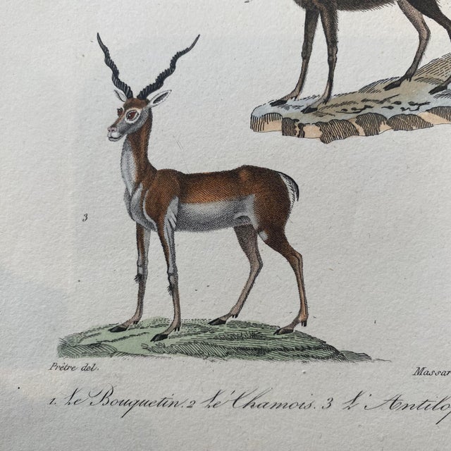 18th Century French Antique 18th Century "Le Antilope" Animal Engraving Hand Colored Signed Artwork For Sale - Image 5 of 9