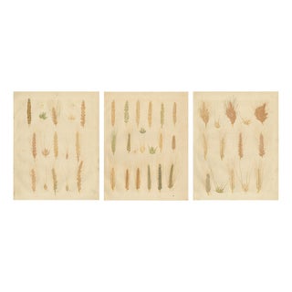 Calwer, Wheat and Barley Botanical Plates, 1852, Prints, Set of 3 For Sale