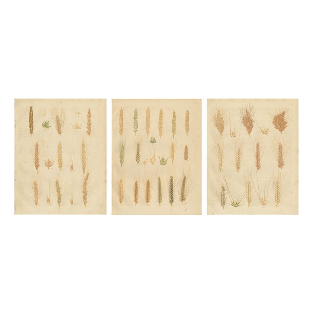 Calwer, Wheat and Barley Botanical Plates, 1852, Prints, Set of 3 For Sale