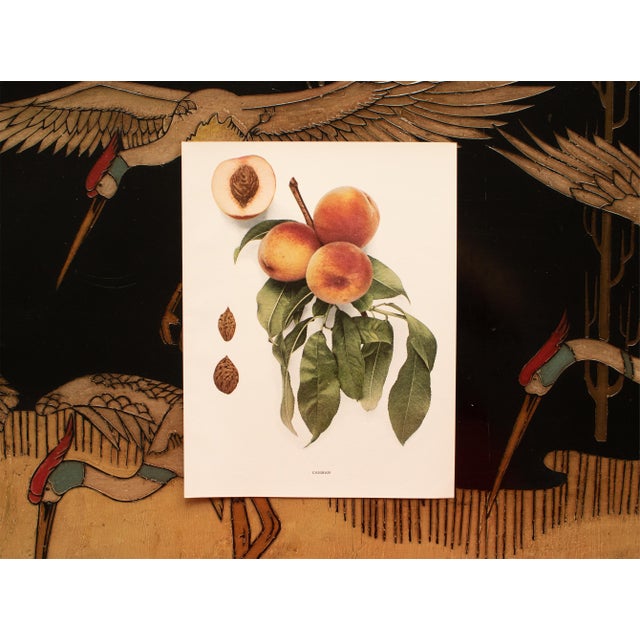 1900s U. P. Hedrick, Original Antique Photogravure of Carman Peaches For Sale In Dallas - Image 6 of 7